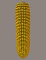 CORN.JPG - 5,657BYTES